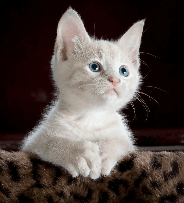 Little